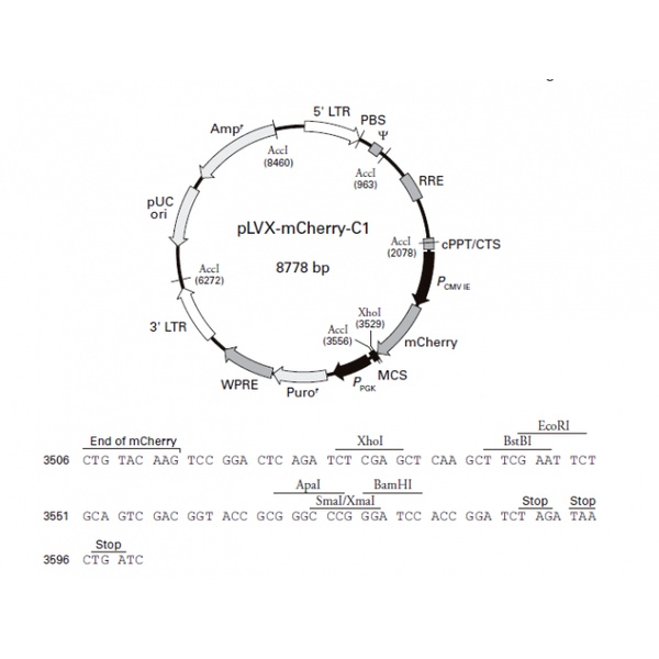 pLVX-mCherry-C1 载体