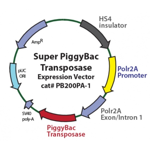 Super PiggyBac Transposase 载体