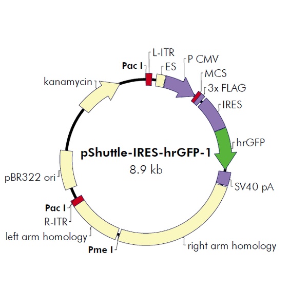 pShuttle-IRES-hrGFP-1 载体