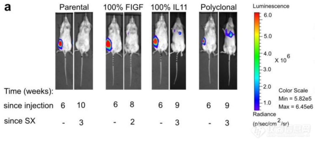 IVIS视角——[Nature]亚克隆合作通过修饰局部和全身的免疫微观环境驱动肿瘤转移  肿瘤异质性及转移性