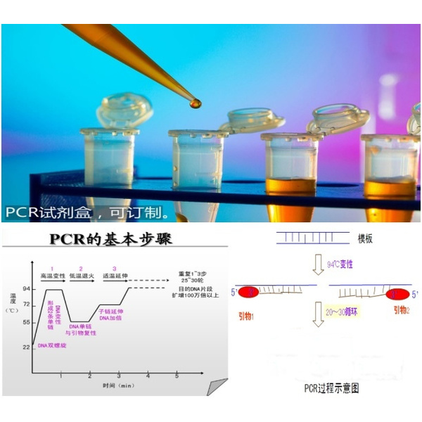 住白细胞原虫属通用PCR检测试剂盒