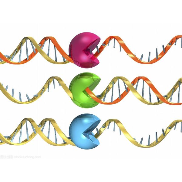 Rapid T4 DNA Ligase