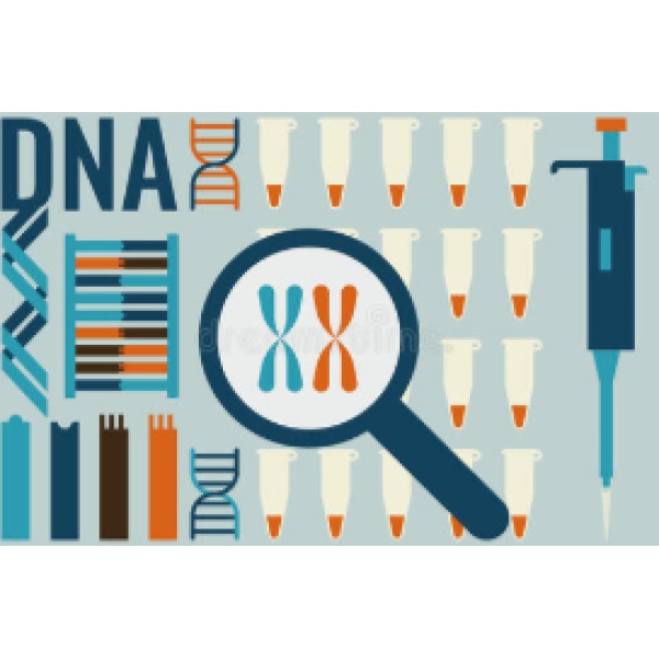 DNA电泳分子量标准F（λDNA/EcoR I+Hind III))