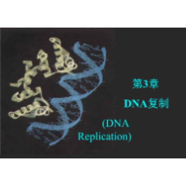 DNA电泳分子量标准T（250-15000bp）