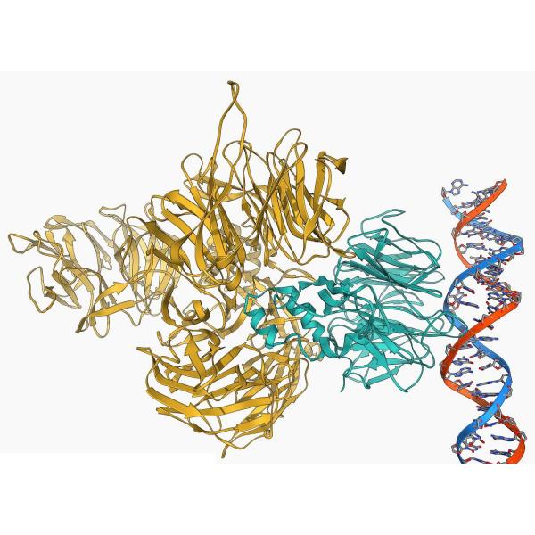 PfuMax HiFi DNA Polymerase