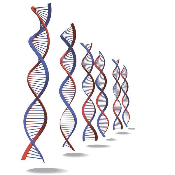 2× Robust Probe qPCR ProMix With High ROX 