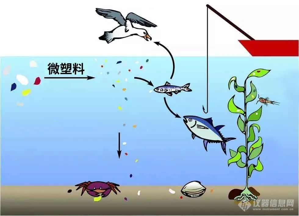 微塑料正在进入你的体内｜前沿应用