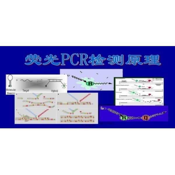 登革热病毒Ⅰ、Ⅱ型PCR检测试剂盒