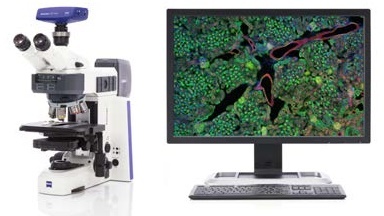 蔡司多功能正置显微镜Axioscope，蔡司智能正置显微镜Axiolab 5
