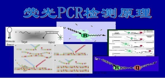 灵芝染料法PCR鉴定试剂盒PCR鉴定试剂盒