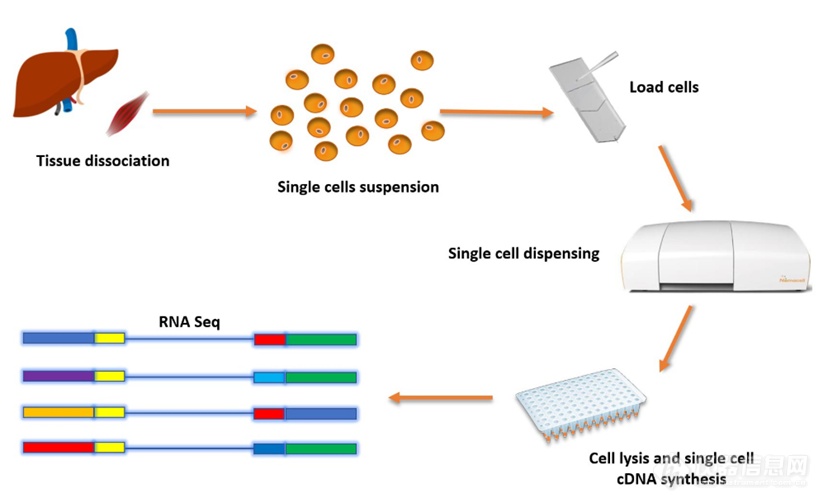 单细胞流程.png
