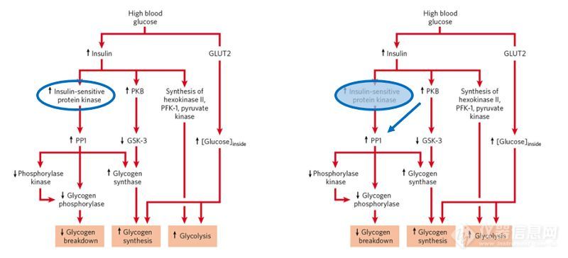 改写经典—清华大学科学家揭示胰岛素信号通路中调控糖原合成新机制