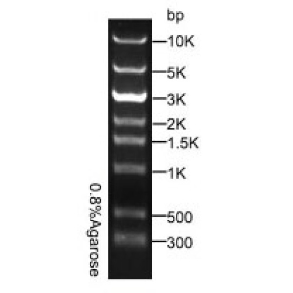 DNA Marker 10,000