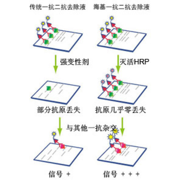 Western 一抗二抗去除液