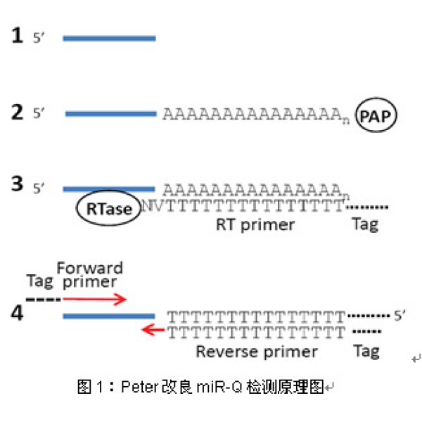 miRNA荧光定量PCR试剂盒（SYBR Green）