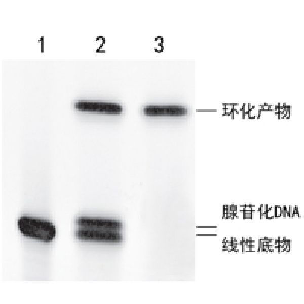 ssDNA/RNA 环化连接酶