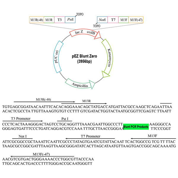 pEZ Blunt Zero平端克隆载体