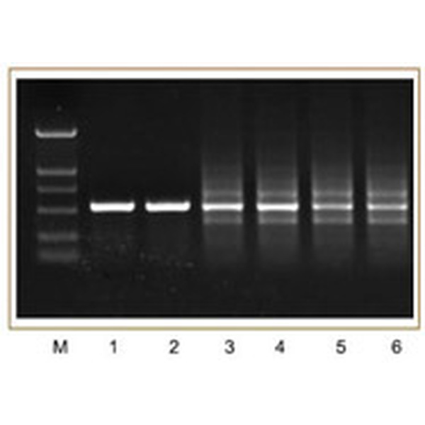 Golden HotStart Taq DNA Polymerase