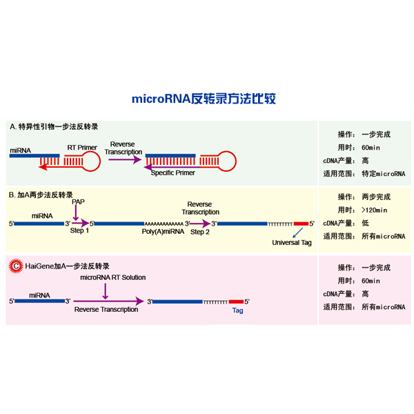 一步法miRNA反转录试剂盒
