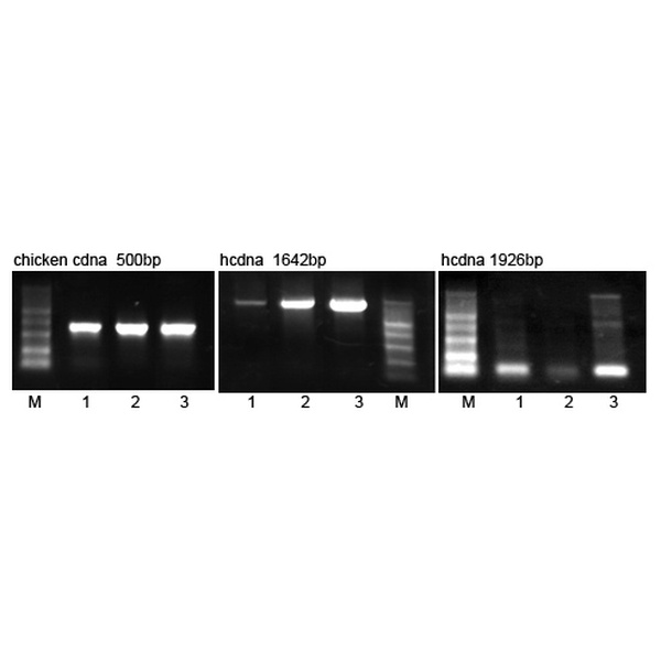 Golden MLV反转录酶(Golden MLV Reverse Transcriptase)