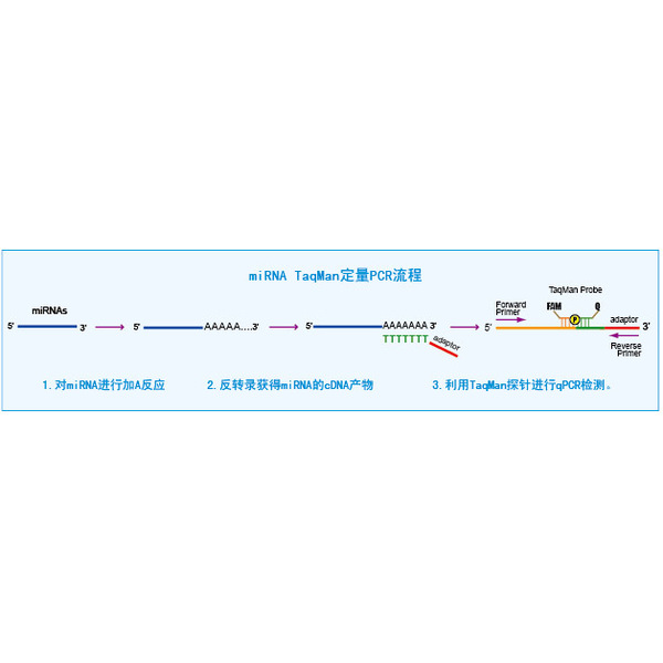 TaqMan miRNA定量PCR试剂盒