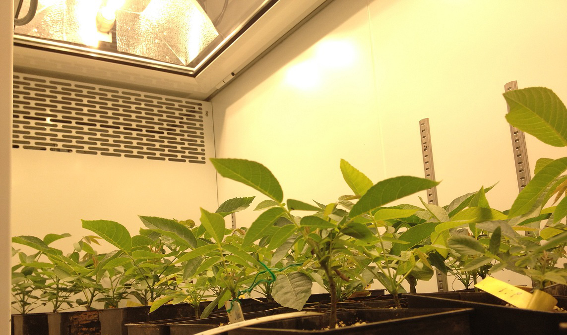 欧洲Aralab大型步入式植物生长室/人工气候室