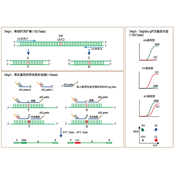 ASL-TaqMan-PCR Genotyping Kit