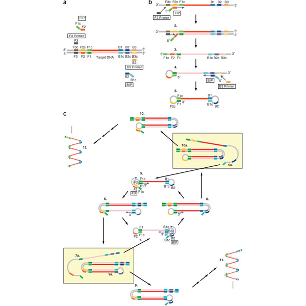 Bst2.0 DNA Polymerase