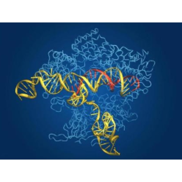 T4噬菌体基因32编码蛋白