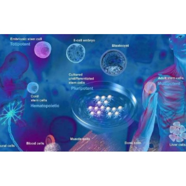CCK8细胞增殖与毒性检测试剂