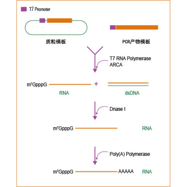 T7 ARCA加帽加尾 mRNA合成试剂盒