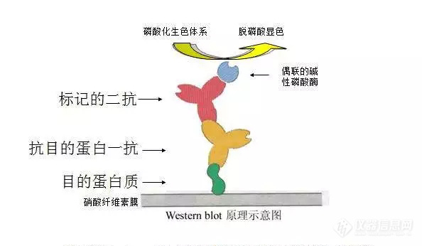 蛋白质.jpg