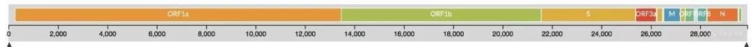 3 新型冠状病毒2019-nCoV基因组结构示意图.jpg