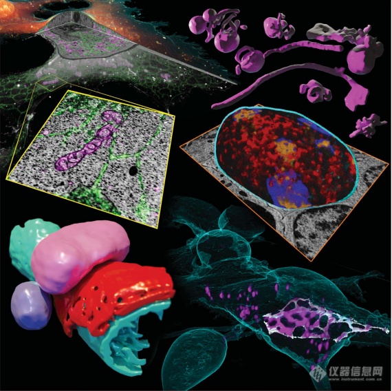 Science封面| 冷冻超分辨与FIB-SEM结合新技术：三维蛋白超微结构可视化