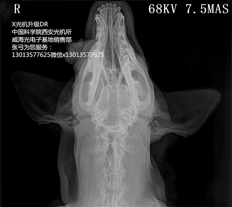 宠物用动物用的便携式DR便携式X光机