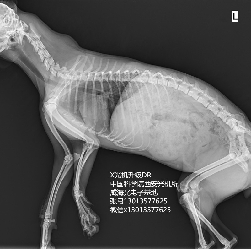 高清手提式式X光机0.2~0.5毫安可调的便携式式X光机