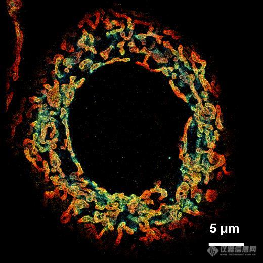 3D线粒体结构.jpg