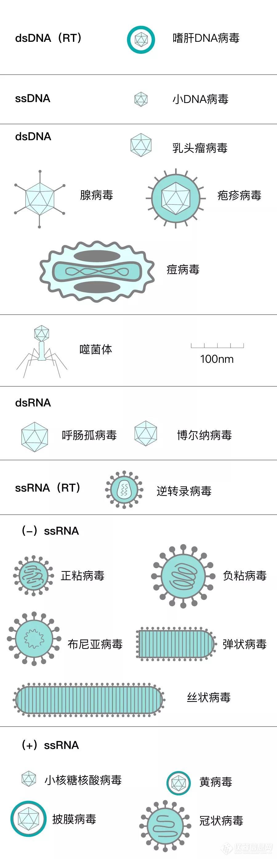 扒开新型冠状病毒的外衣