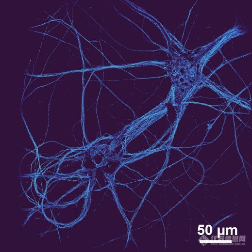 超大的视野神经元.jpg