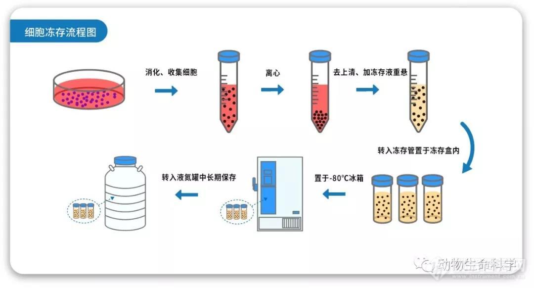 以达到减少细胞代谢的作用,从而达到对细胞进行长期储存进行保种的