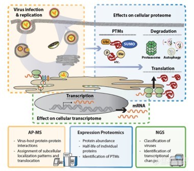 蛋白质组学在病毒入侵宿主中的研究