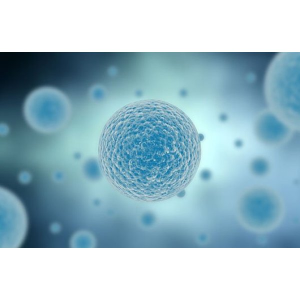 人类成纤维细胞系；CNLMG-B5537SKIN厂家