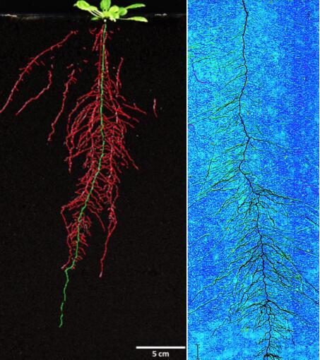 RhizoTron®根系（表型）观测系统