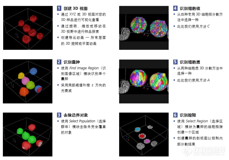 科研干货 | 3D类器官深层智能成像分析加速精准用药流程