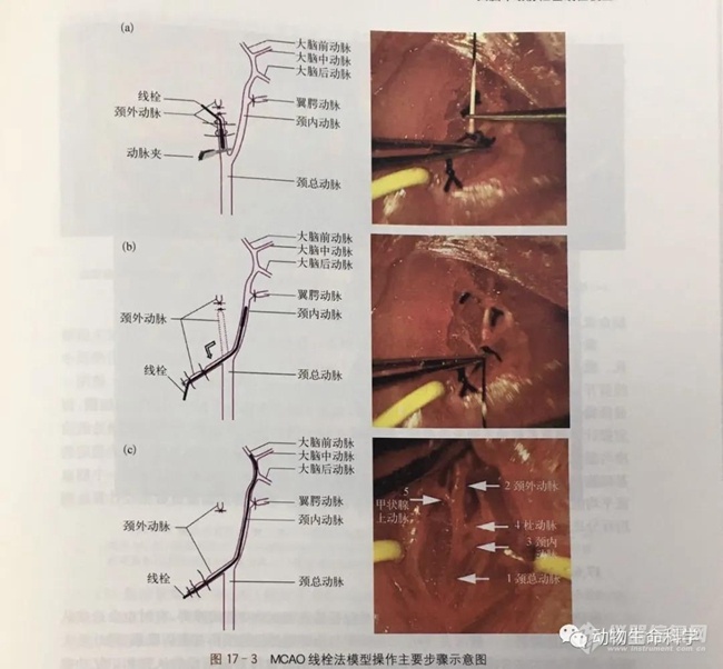 3.MCAO线栓法模型操作.jpg