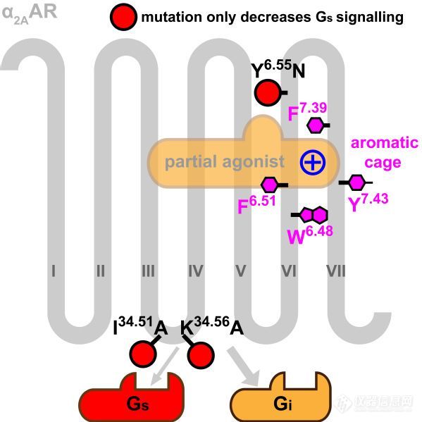 Cell Reports | 阐释肾上腺素受体的多样性和配体的选择性——α2型受体晶体结构解析