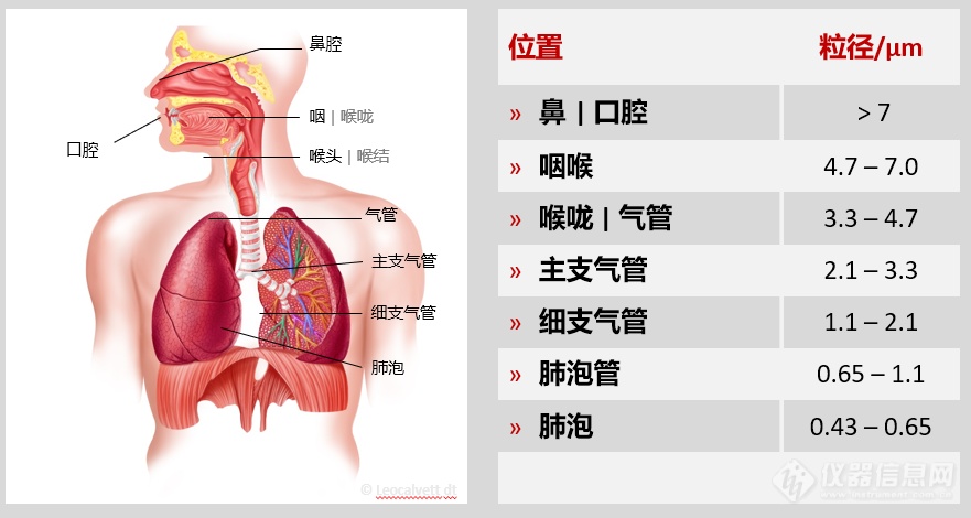 雾化疗法对肺部治疗优势明显！如何做好雾化药物的粒度表征