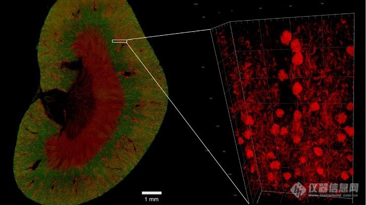 蔡司Lightsheet 7实现活体大样品多视角成像