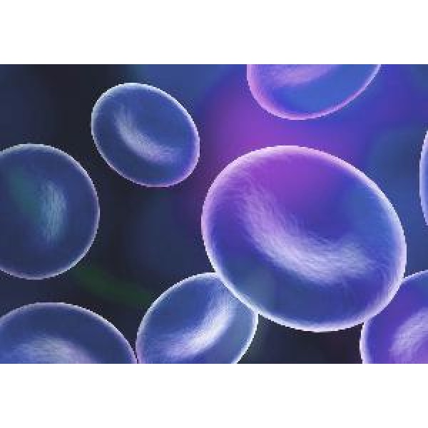 鼠/人杂交瘤细胞系；Hybrid Liver cell GLH02规格