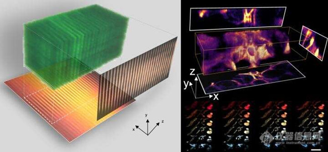 新颖的3D光学成像技术提高了荧光显微镜效率